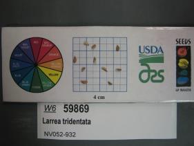 SEED